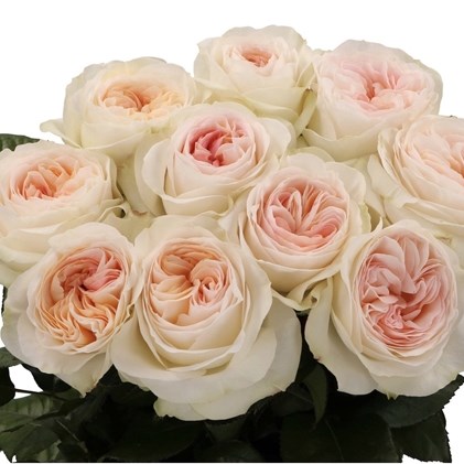 ROSE LORENA SUMMERHOUSE (SMALL HEADS)
