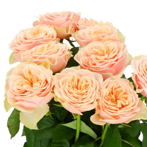 ROSE LOVE FOUNTAIN