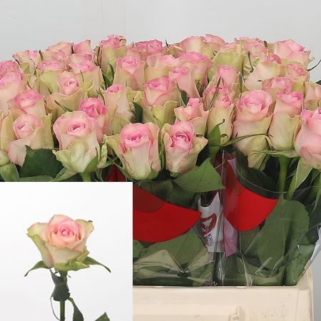 ROSE LOVELY JEWEL 50cm | Wholesale Dutch Flowers & Florist