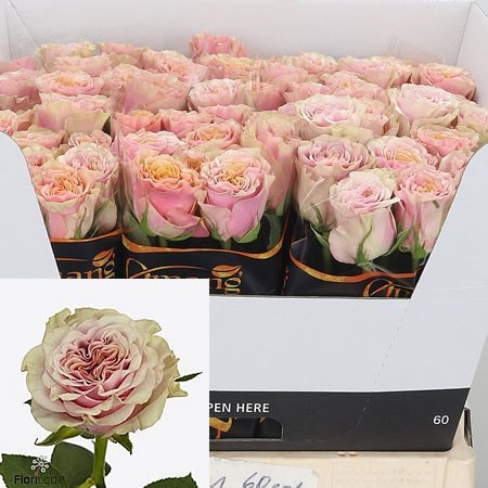 ROSE MABELLA (SMALL HEADS)
