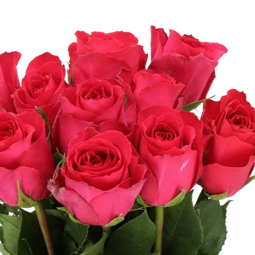 ROSE MADAM CERISE 60cm | Wholesale Dutch Flowers & Florist Supplies UK
