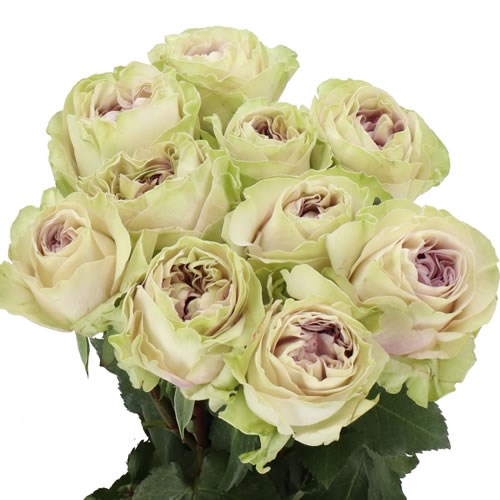 ROSE MAGIQUE