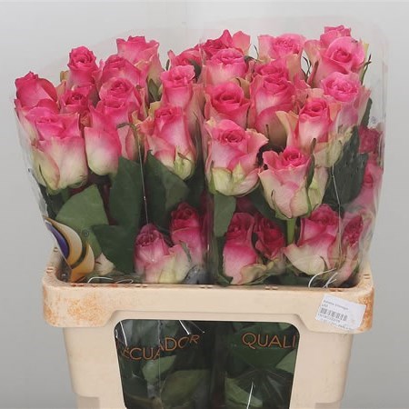 ROSE MALIBU (ECUADOR LARGE HEADS)