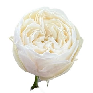 ROSE MANSFIELD WHITE PARK