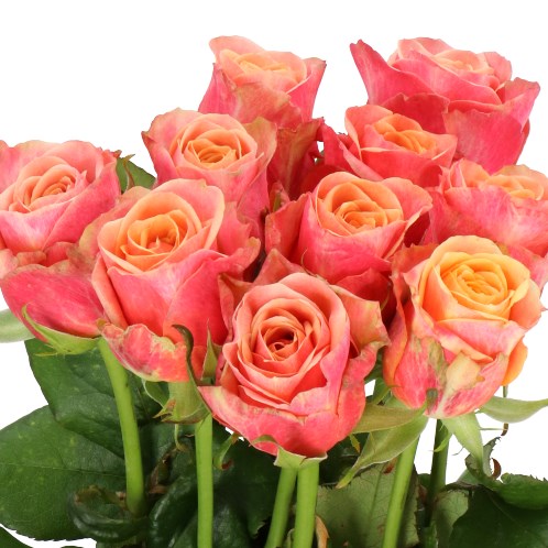 ROSE MARIOLA