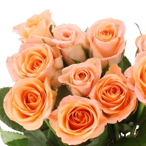 ROSE MAYFAIR