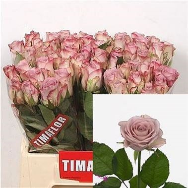 ROSE MEMORY LANE (VERY SMALL)
