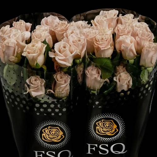 ROSE MENTA (ECUADOR LARGE HEADS)