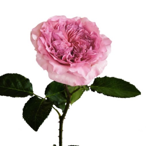 ROSE MILLICENT - DAVID AUSTIN