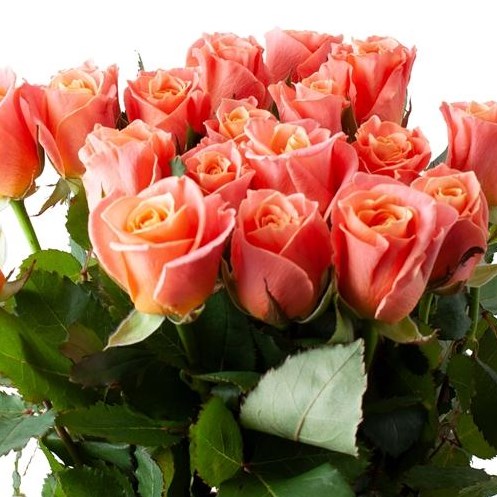 ROSE MISS PIGGY (SMALL HEADS)