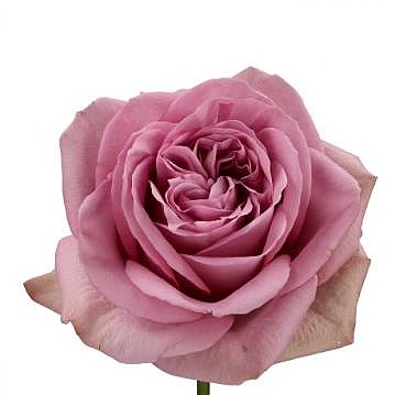 ROSE MONT MARTRE