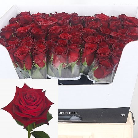 ROSE MONTE CARLO