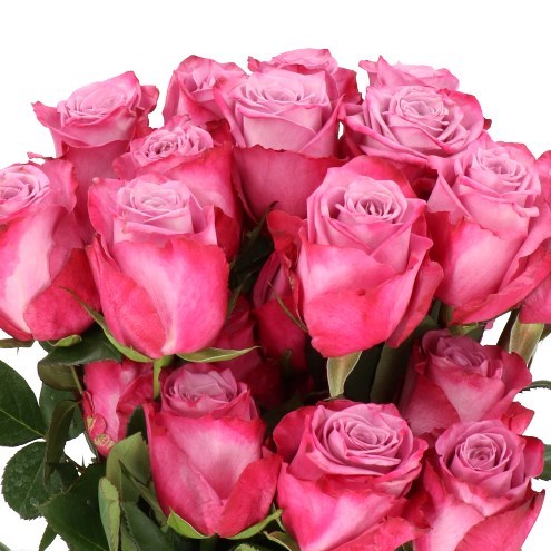 ROSE MOODY BLUES (ECUADOR LARGE HEADS)
