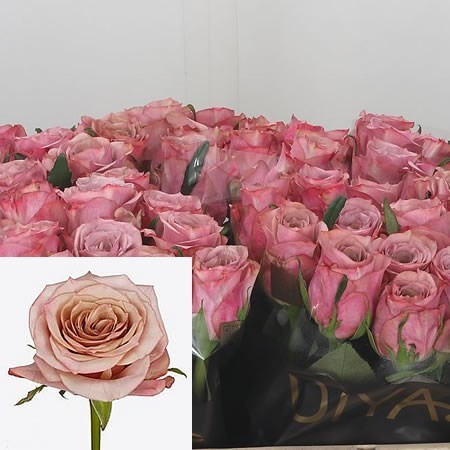ROSE MOON DUST 50cm | Wholesale Dutch Flowers & Florist Supplies UK
