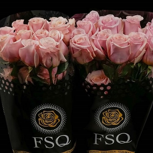 ROSE MOTHER OF PEARLS (ECUADOR LARGE HEADS)
