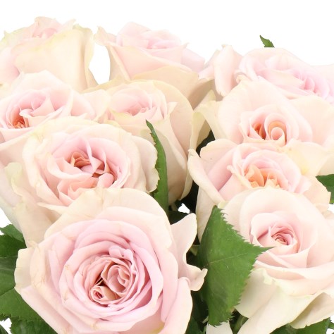 ROSE MYSTIC MOMENTS 60cm | Wholesale Dutch Flowers & Florist