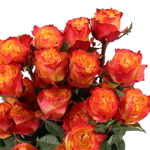 ROSE NEWSFLASH (ECUADOR LARGE HEADS)