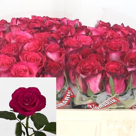 ROSE NICOLETTA