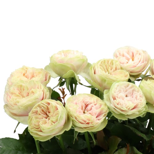 ROSE NIRA GARDENS