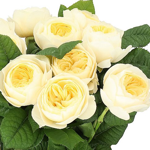 ROSE NONA