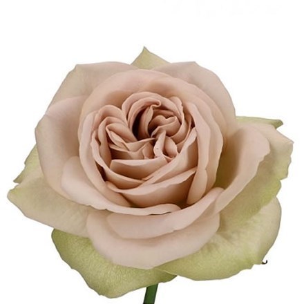 ROSE NOTRE DAME