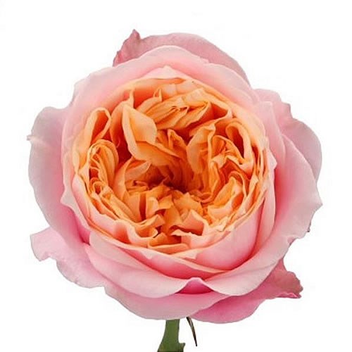 ROSE NOTTING HILL
