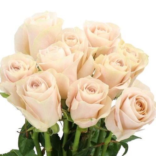ROSE OFF-WHITE