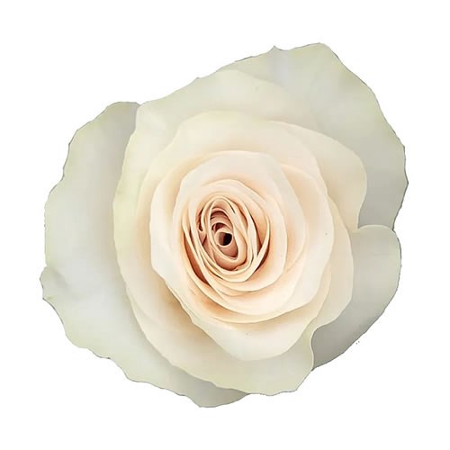 ROSE OFF-WHITE