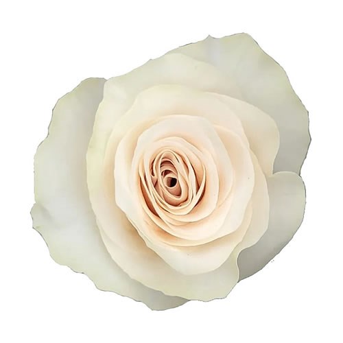 Off White Roses Half Dozen White Roses – Blossom Moments