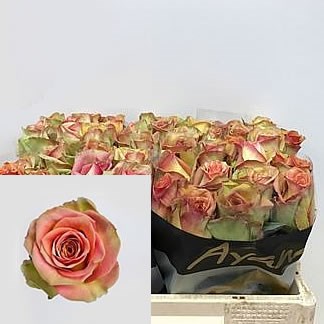 ROSE OLDUVAI