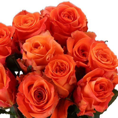 ROSE ON FIRE