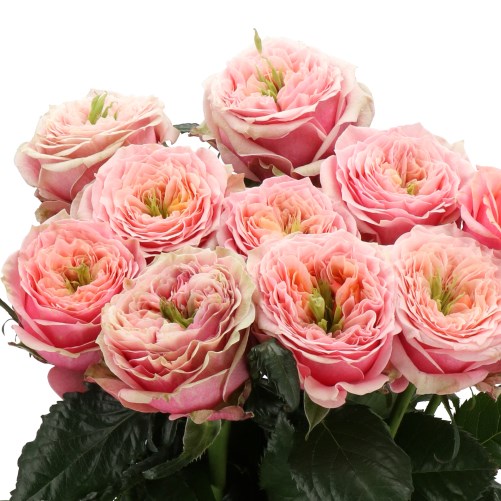 ROSE OPHELIA