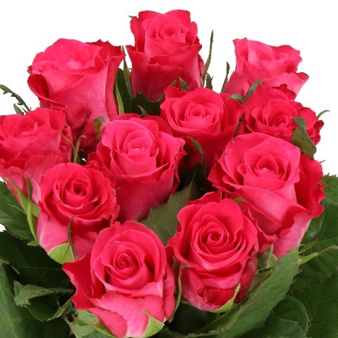 ROSE ORCHESTRA (SMALL HEADS)