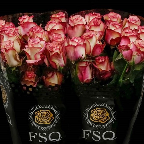 ROSE PALOMA (ECUADOR LARGE HEADS)