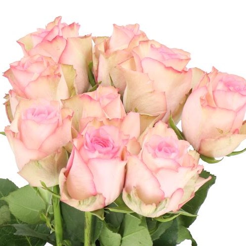 ROSE PALOMA STEFFI (V SMALL HEADS)