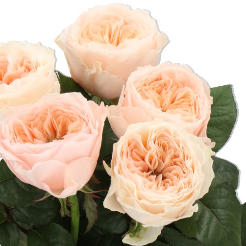 ROSE PARADISE BEACH
