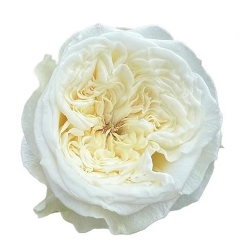 ROSE PARADISE WHITE