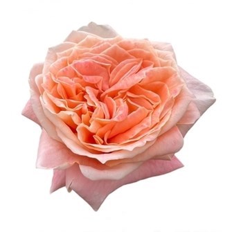 ROSE PEACH FUZZ