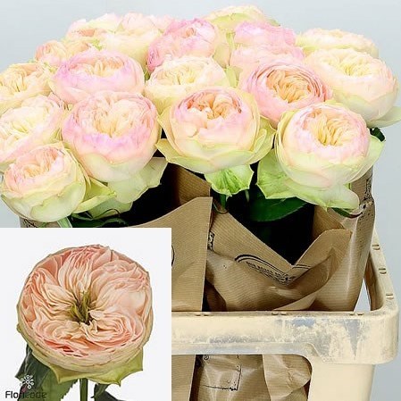 ROSE PINKY PIE