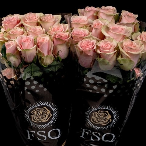 ROSE POMAROSA (ECUADOR LARGE HEADS)
