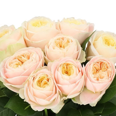 ROSE STANLEY ABBEY 50cm  Wholesale Dutch Flowers & Florist