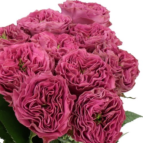 ROSE PURPLE DELIGHT