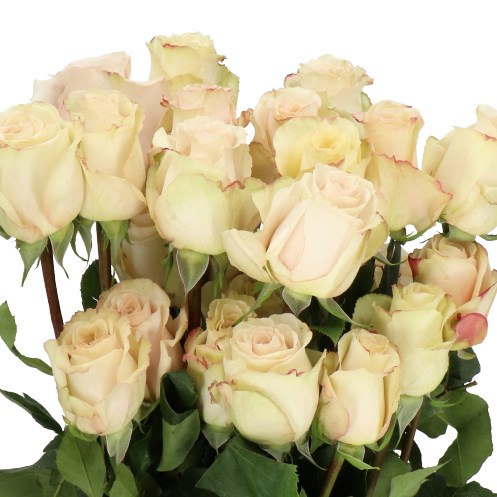 ROSE QUICKSAND (ECUADOR LARGE HEADS)