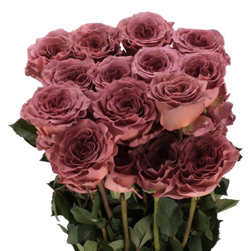 ROSE RAZZMATAZZ (ECUADOR LARGE HEADS)
