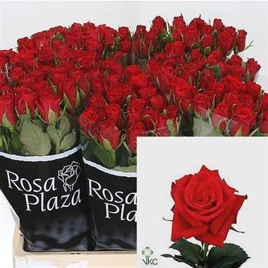 ROSE RED CALYPSO (VERY SMALL HEADED)