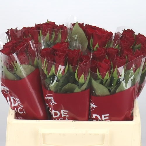 ROSE RED MOUNTAIN (Small)