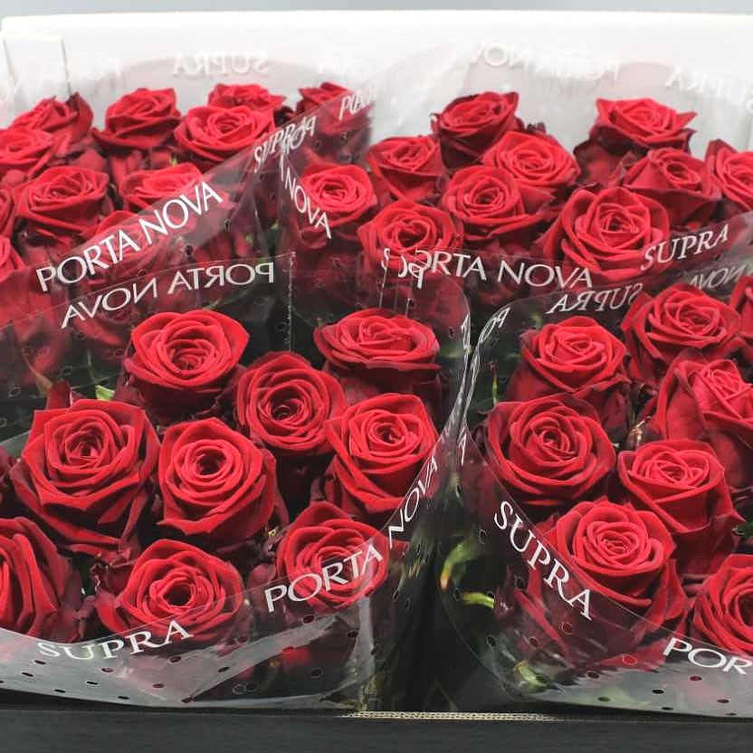 ROSE RED NAOMI (PORTA NOVA SUPRA) 70cm | Wholesale Dutch Flowers