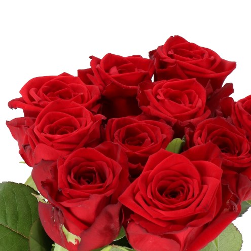 ROSE RED NAOMI (UNICA)