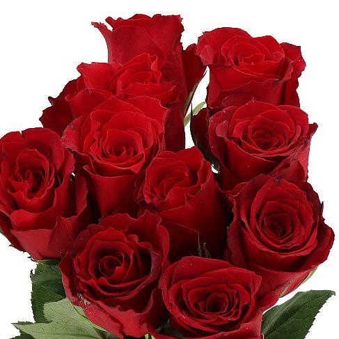 ROSE RED PANTHER