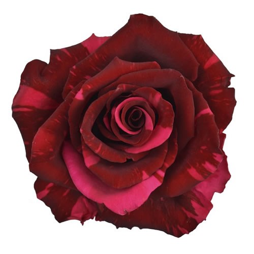 ROSE RED PANTHER (ECUADOR LARGE HEADS)